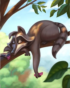 Thẻ Gấu Mèo Thư Thả